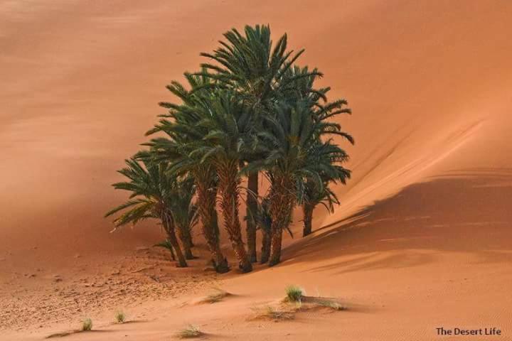 ホテル Bivouac Camel Trips メルズーガ エクステリア 写真